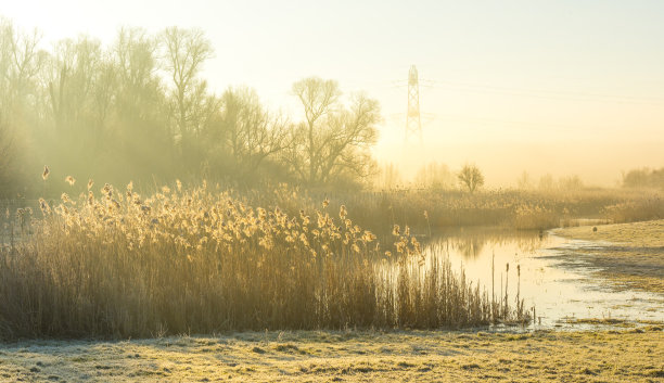 冬天日出时，在阳光下，沿着结冰多雾的湖边芦苇图片下载
