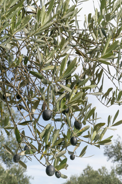 树枝上成熟的黑橄榄果实图片下载
