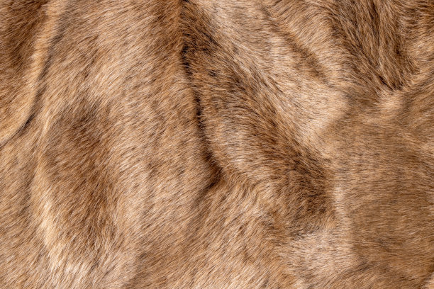 棕色皮毛的纹理背景图片下载