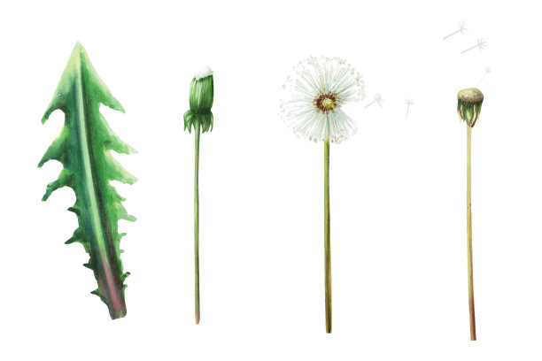 水彩画植物插图草甸黄色蒲公英花和绿叶。手绘剪纸在白色孤立的背景。为设计师，装饰，明信片，包装纸，剪贴簿，封面，请柬，婚礼设计，邮寄图片下载