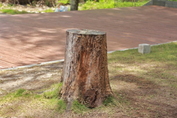 被砍倒并一分为二的树图片下载