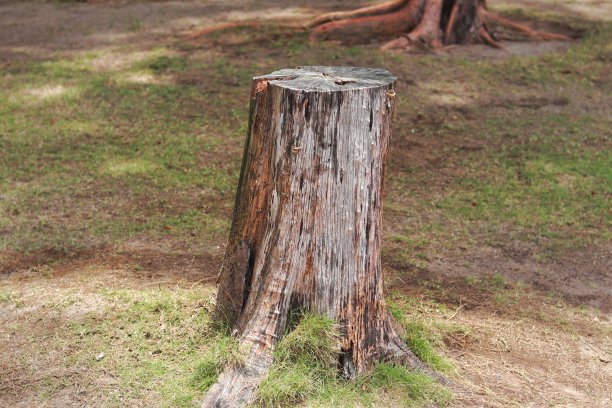 被砍倒并一分为二的树图片下载