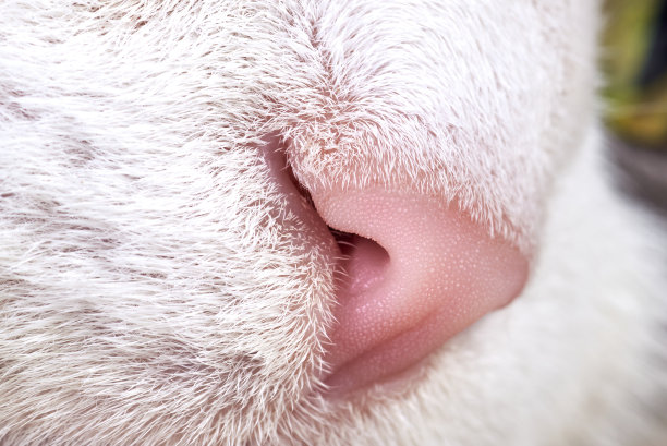 一只可爱的猫鼻子的特写照片。图片下载