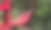 红色木桥悬挂在森林中，徒步冒险或探索自然丛林图片下载