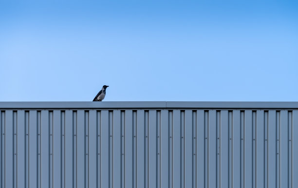 乌鸦鸟坐在建筑物的顶部图片下载