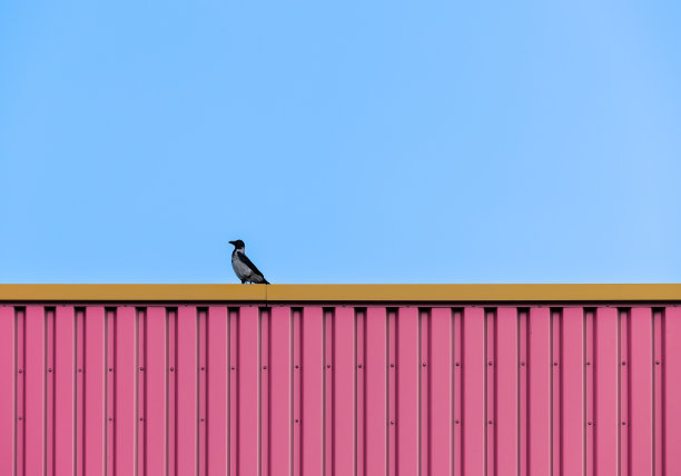 乌鸦鸟坐在建筑物的顶部图片下载