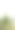 高大的草孤立在白色背景上图片下载