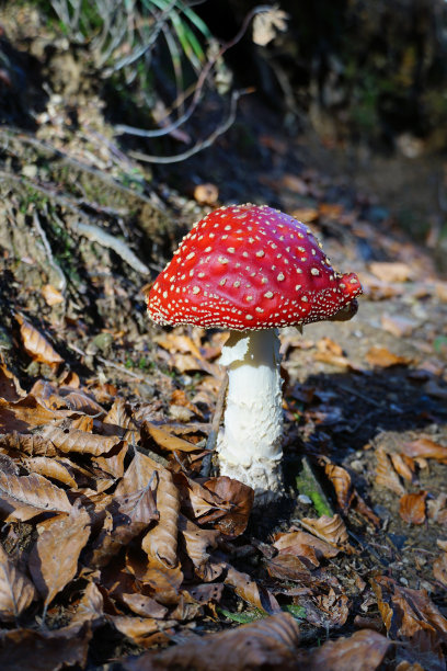 飞木耳或毒蘑菇在秋天的森林图片下载