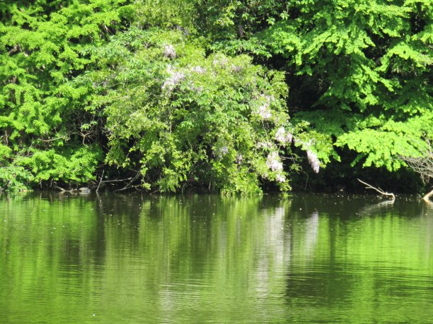 日本。4月。在湖边。的印象。图片下载