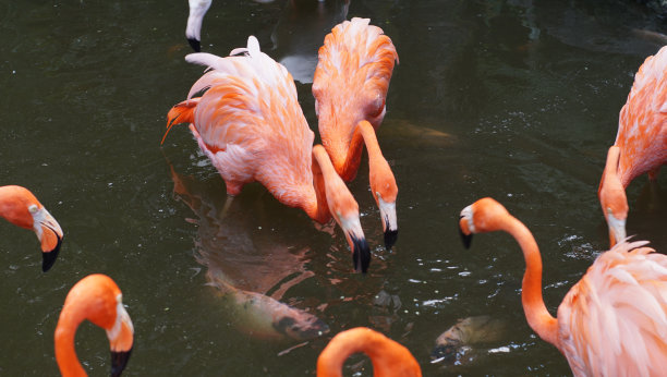 火烈鸟图片下载