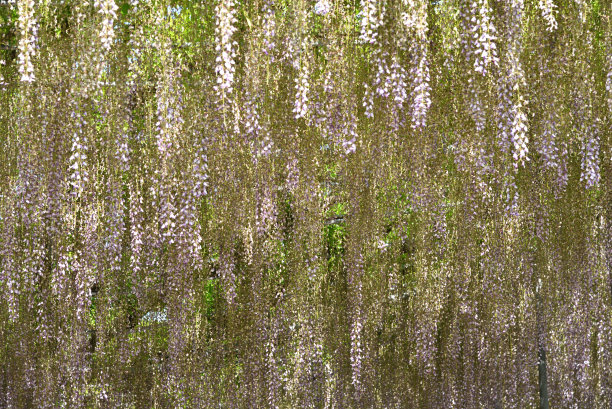 紫藤花，足利，枥木县，日本图片下载