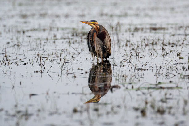 紫鹭鸟在它的栖息地休息和寻找食物。图片下载