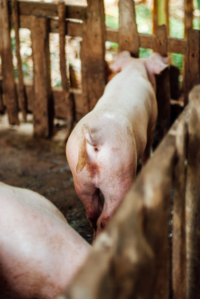 泰国养猪图片下载