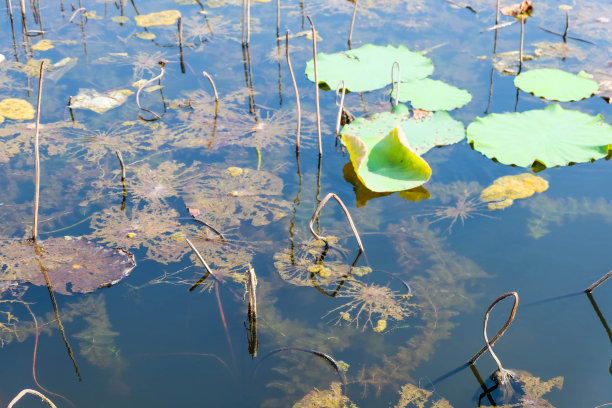 黏糊糊的反光水和干睡莲图片下载
