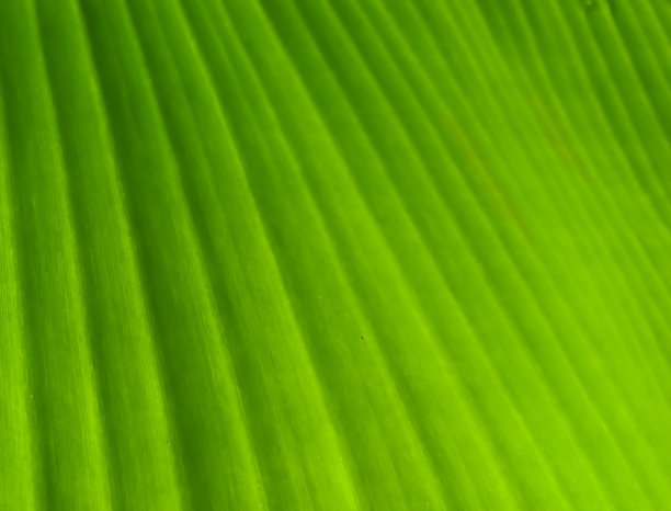 香蕉叶图案图片下载