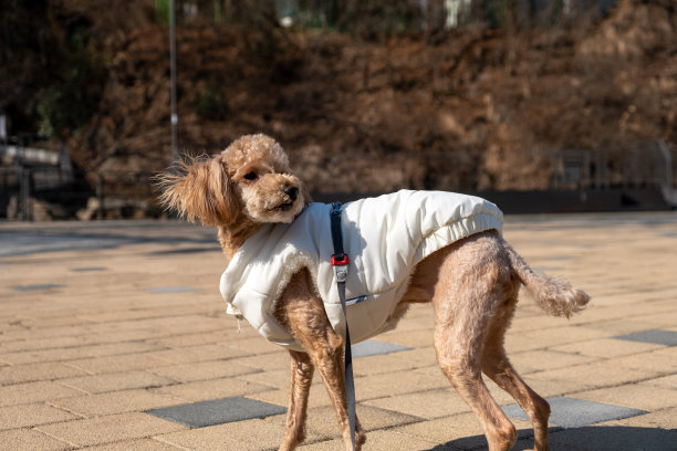 穿着衣服的小狗图片下载