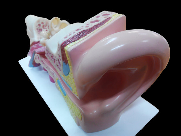 人耳教育模型图片下载
