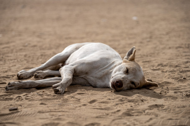 在炎热中休息的流浪狗图片下载