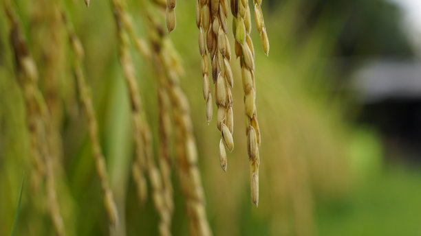 栽培稻图片下载