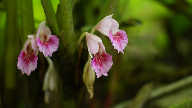 丰满的圆形花朵图片下载