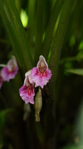 丰满的圆形花朵图片下载