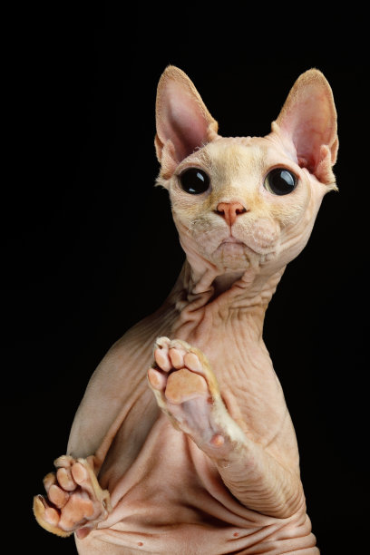 隔着玻璃看东西的惊讶的粉色猫咪肖像图片下载