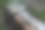 烤鱼的特写镜头图片下载
