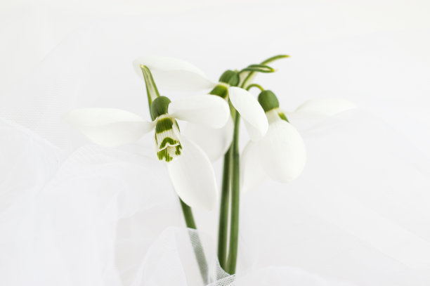 雪花莲孤立在蓝色圈或婚礼雪纺。春天是复活节的概念图片下载