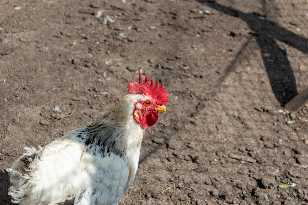 养鸡和养殖概念图片下载