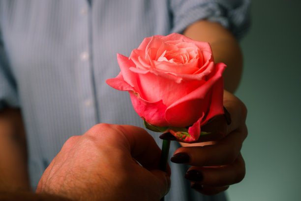 穿蓝色衣服的女人送给男人一朵娇嫩的粉红色玫瑰花。手拿玫瑰的特写镜头。浪漫,爱。手给人玫瑰图片下载