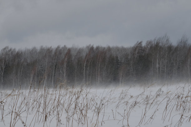 俄罗斯莫斯科地区冬季的自然风光。在寒冷的冬天，桦树和云杉被强烈的飓风吹弯了腰。混合森林覆盖着雪。北方迷人的自然风光。图片下载