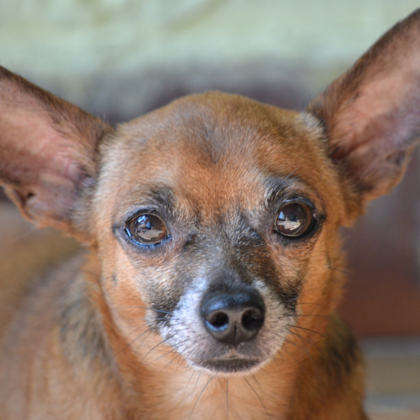 屏幕上出现了一只棕色狗的脸。图片下载