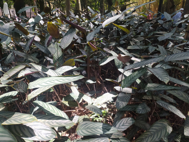 Ctenanthe setosa，被称为“maranta-cinza”图片下载