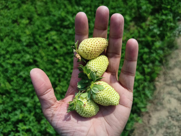 美味可口的草莓特写图片新鲜健康的红甜草莓田间粮食植物酸水果。图片下载