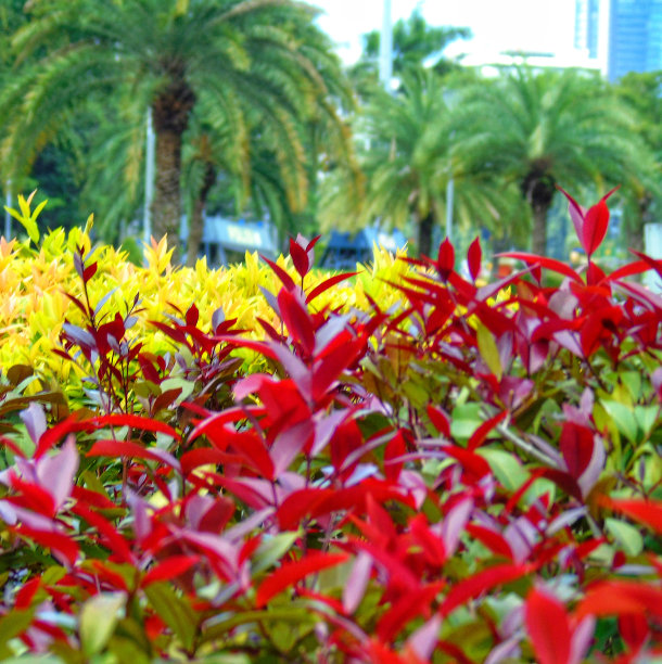 花园里的红色嫩芽照片图片下载