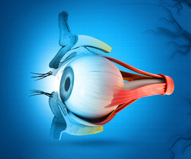 人眼解剖学。内部结构。三维演示图片下载