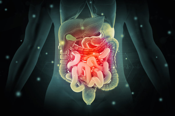 人体消化系统解剖。三维演示图片下载