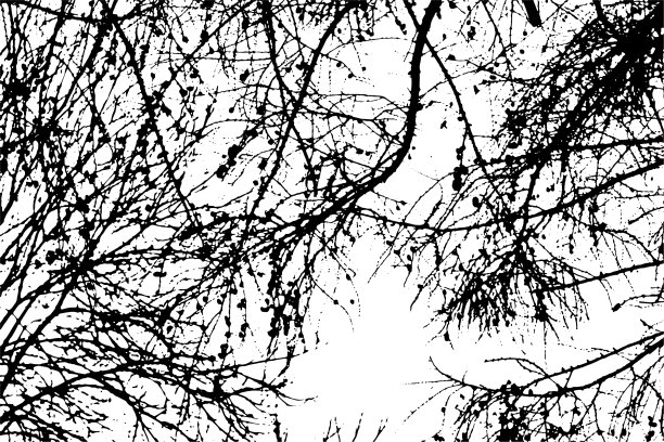 透明背景上的树枝剪影图片下载