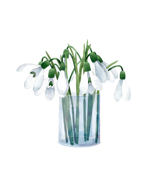 水彩手绘插图的春天花束与雪花莲花在玻璃花瓶。孤立在白色背景上。图片下载