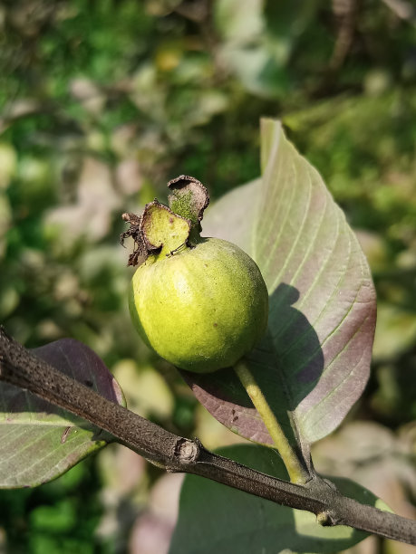 挂在树上的番石榴果实特写图片水果食物番石榴树健康的花园有机植物未成熟。图片下载