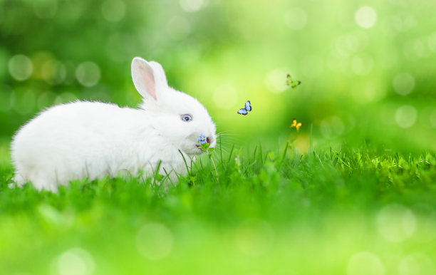 复活节兔子和飞舞的蝴蝶坐在绿草地上。图片下载