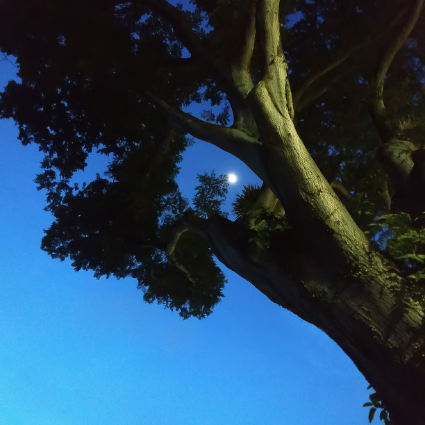 月光透过树叶图片下载