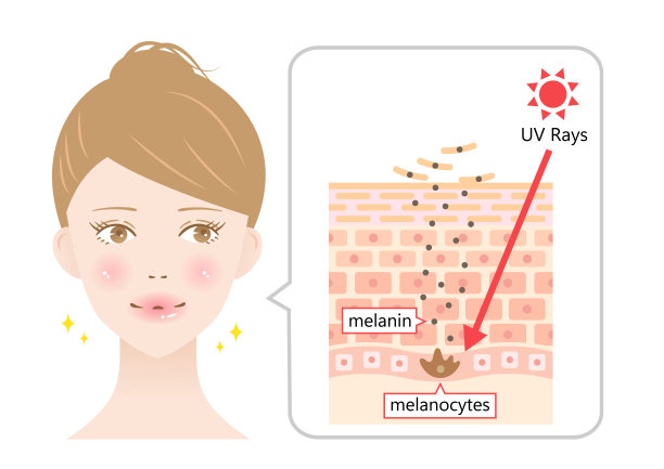 紫外线和年轻女性脸上健康皮肤细胞的周转脱落死皮细胞，代之以年轻细胞。美容护肤概念图片下载