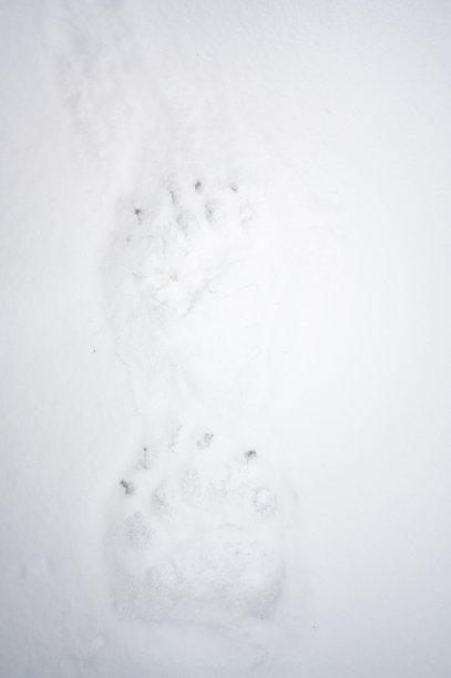 熊在雪地里留下的脚印。棕熊，熊熊，比耶斯扎迪，喀尔巴阡山脉，波兰。图片下载