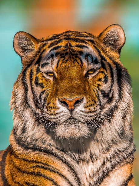 一个漂亮的小老虎的肖像图片下载