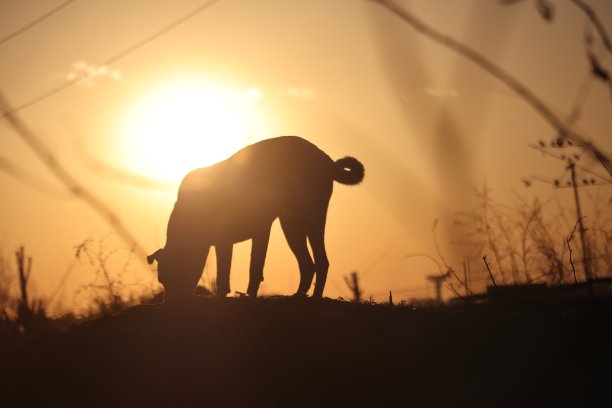 剪影(狗)图片下载