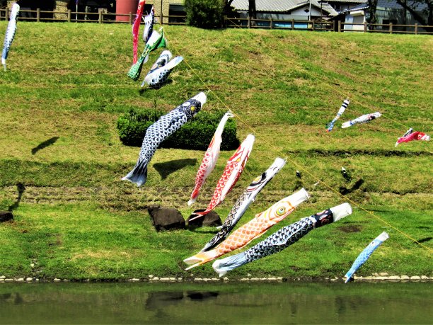 日本。四月底。Koinobori，日本传统的水面上的鲤鱼形状的风袜。图片下载