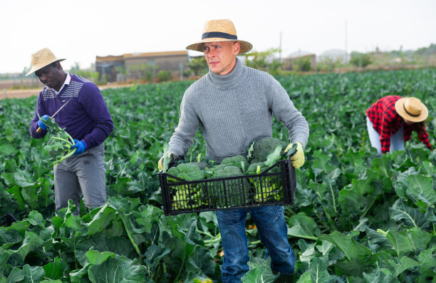 农民扛着装满新鲜西兰花的箱子图片下载