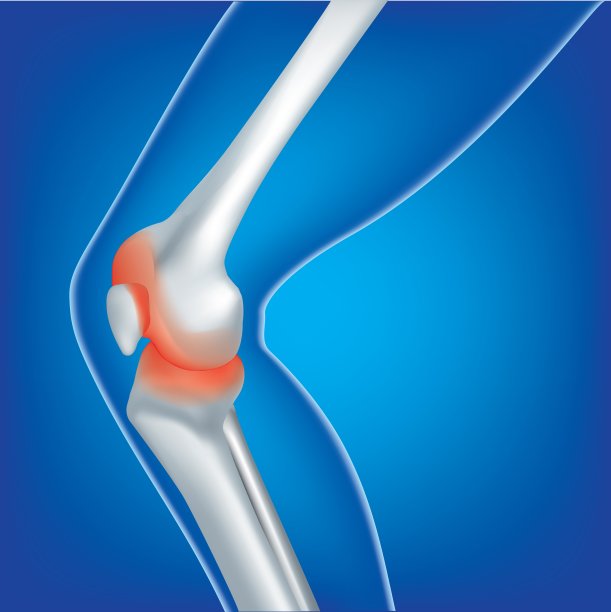 腿骨和膝盖的教育医学插图。图片下载