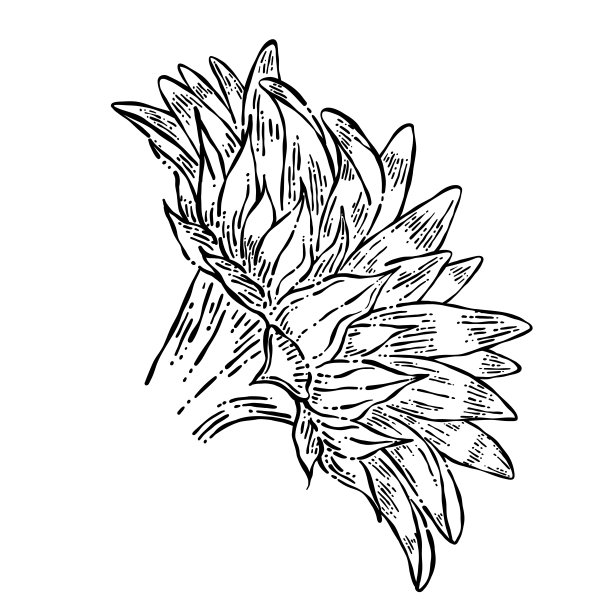 手绘向日葵孤立的白色背景。矢量插图在复古风格。图片下载